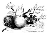 Pomegranate (Punica granatum) Heb. RiMON (Num.20.5, Deut.8.8, Song.8.2, 1King.7.18, 2King.25.17, Jer.52.22, Ex.28.33)